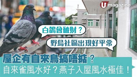 自來雀風水|為何自來雀遠離？風水師教改運